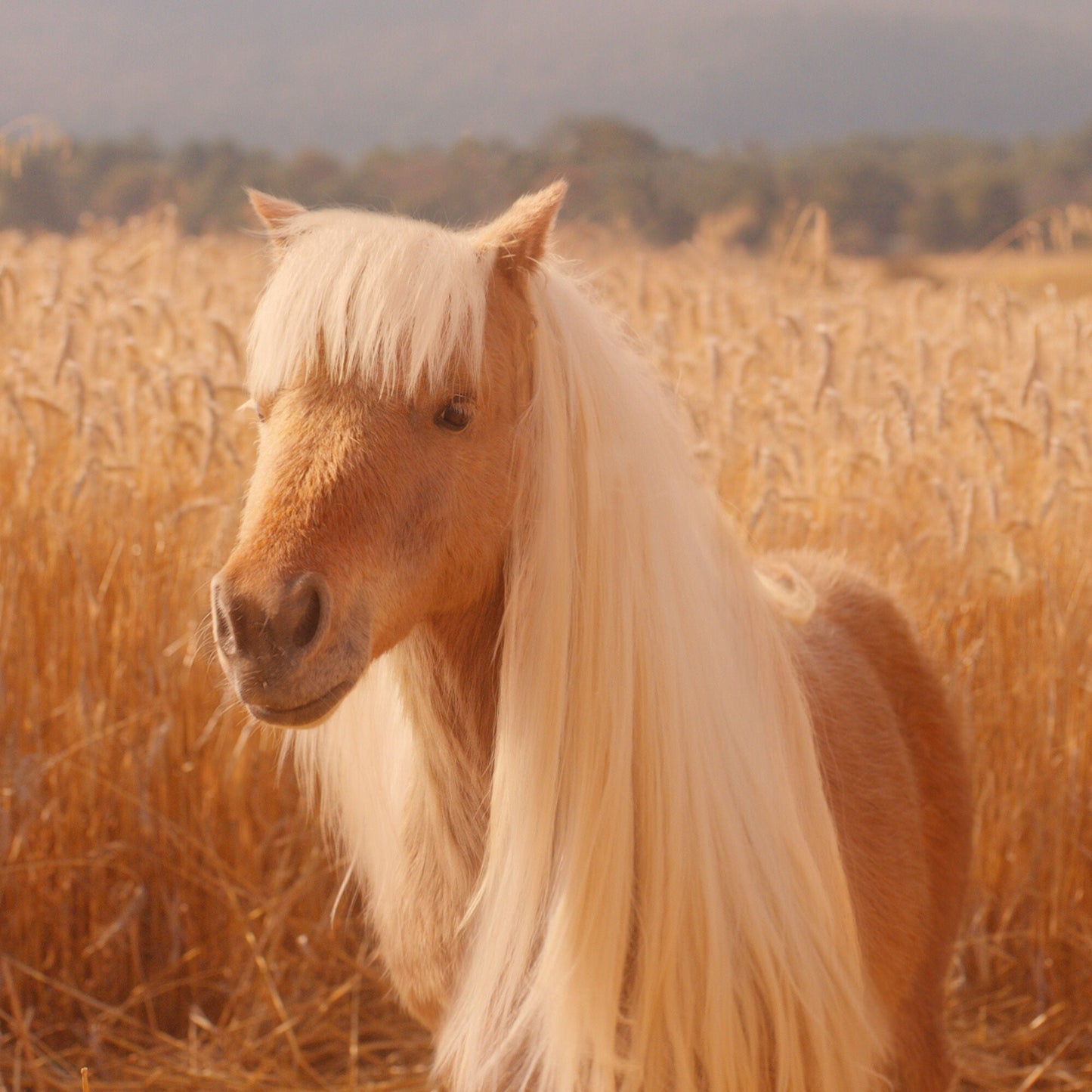 halo-glow-liquid-filter-f0 pony_pdp_2_e2011e9a-b9dd-4967-9b0f-b2fb03df5f80.jpg